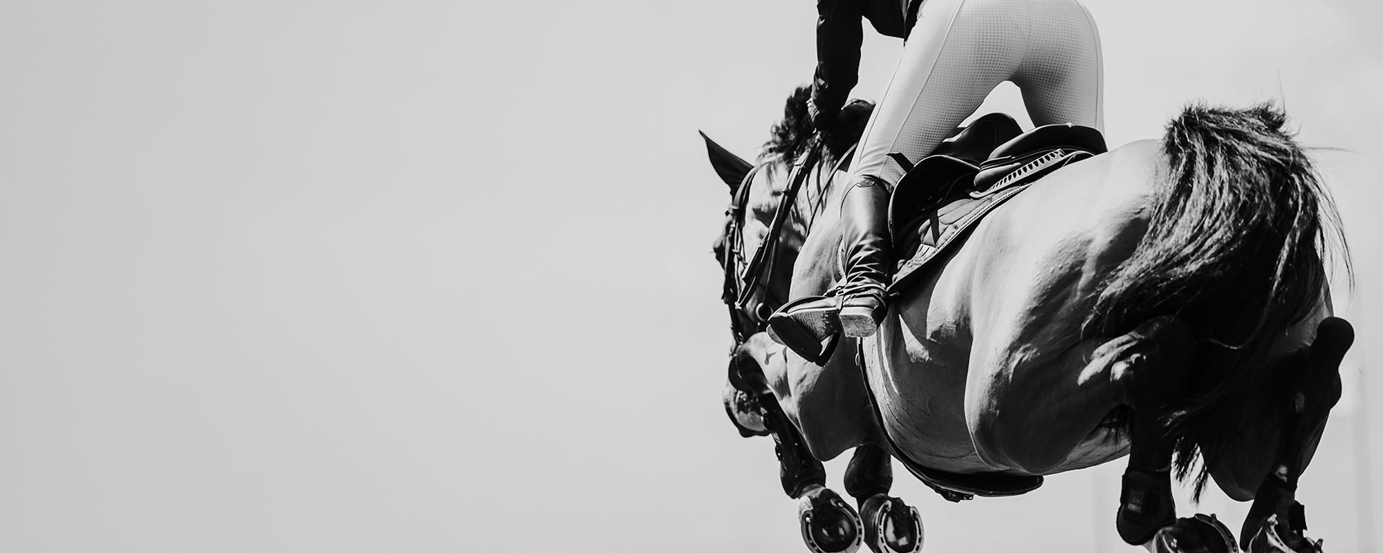 charbella-performance-horses-morisset
