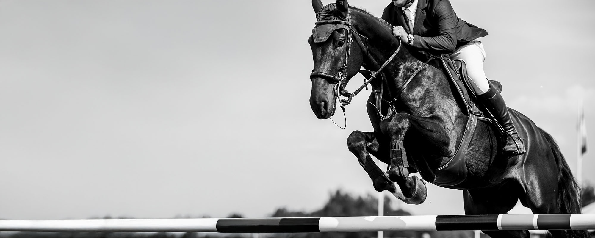 charbella-performance-horses-Hero_
